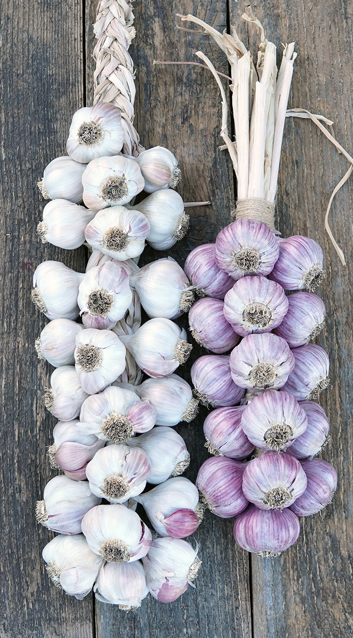 Two braided bunches of garlic, one white and one purple, hanging on a wooden surface.