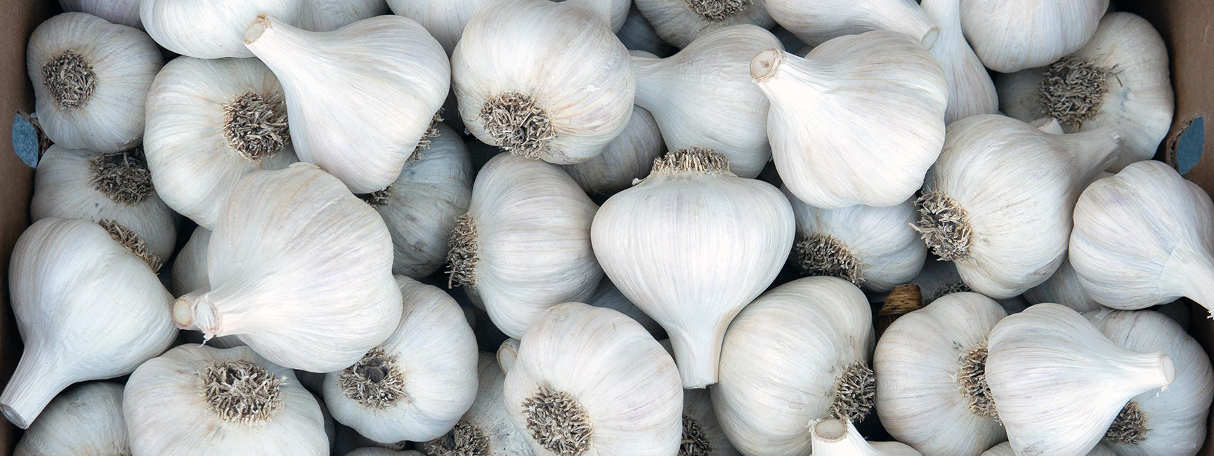 Close-up of a pile of white garlic bulbs