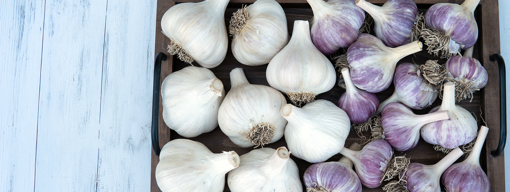 A top-down view of a dark wooden tray filled with both white and purple garlic bulbs, set against a light blue wooden plank background.