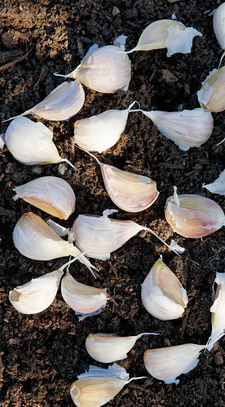 Garlic bulbs on a bed of soil