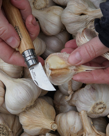 Person peeling garlic with a knife surrounded by garlic bulbs