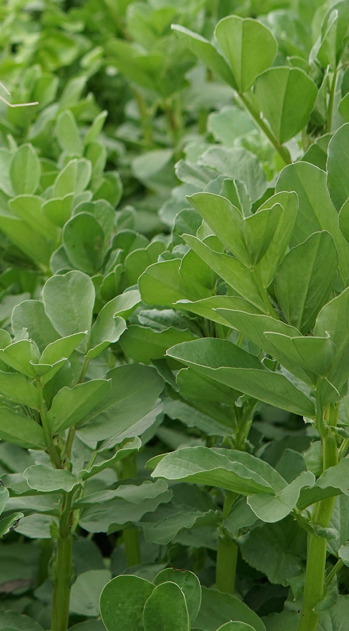 Close-up of Groundhog daikon radish plants showcasing broad green leaves and upright stems with dense foliage