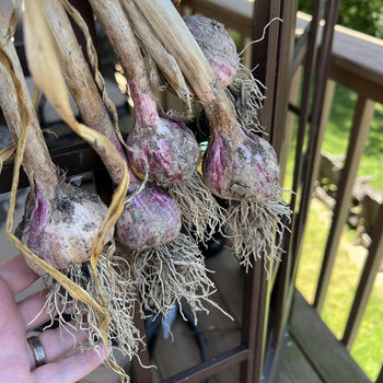 Garlic bulbs with roots held by a hand on a wooden deck.