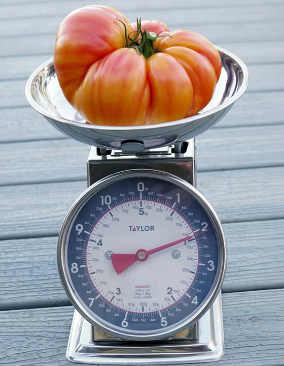 Large tomato on a Taylor scale on a wooden surface