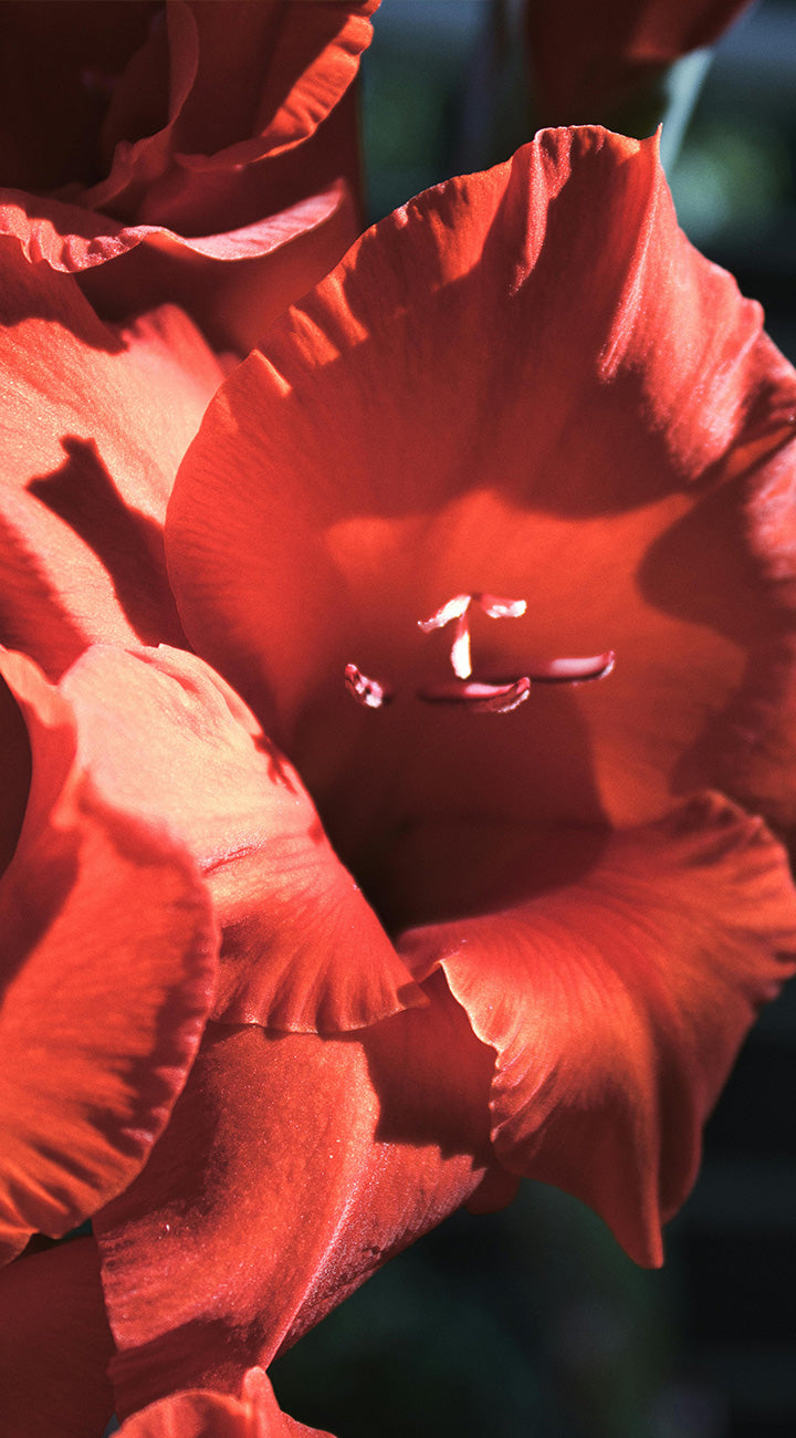 Close-up of a red gladiola flower with a blurred background