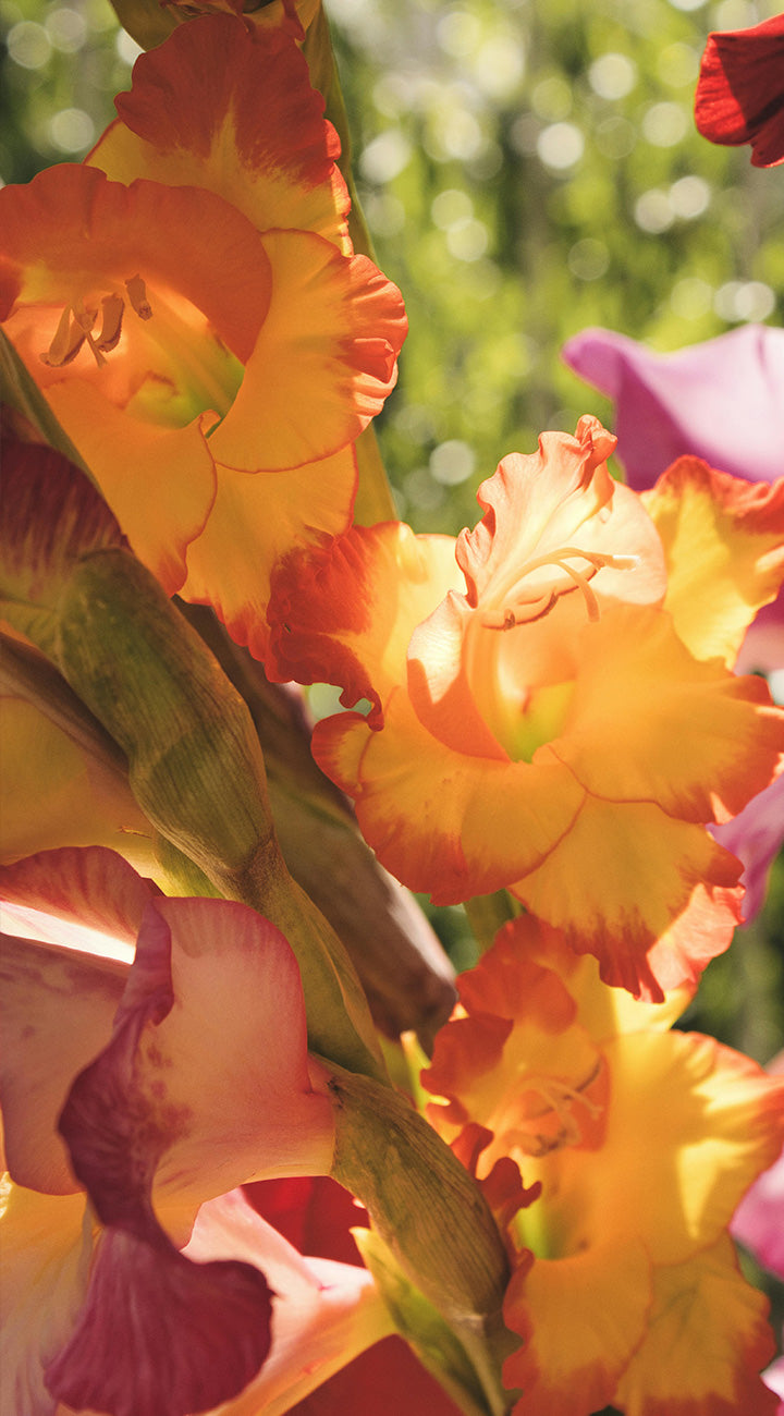 Close-up of vibrant orange and yellow gladiola flowers with a blurred green background