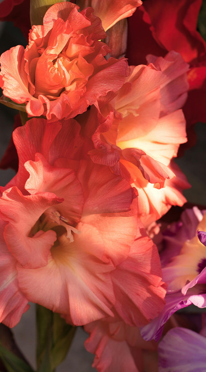 Close-up of a pink and orange gladiola flower with a blurred background