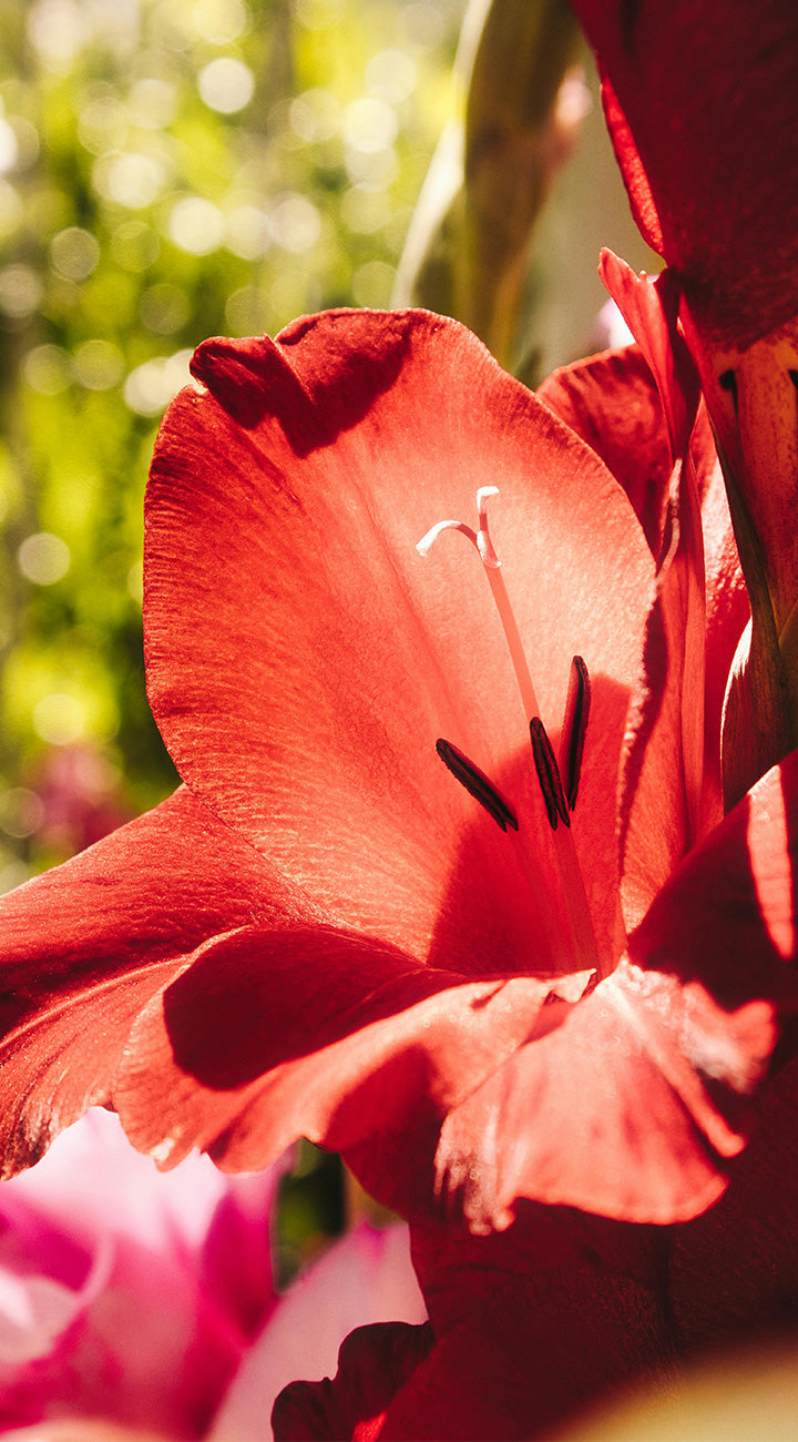 Close-up of a red gladiola flower with a blurred green background
