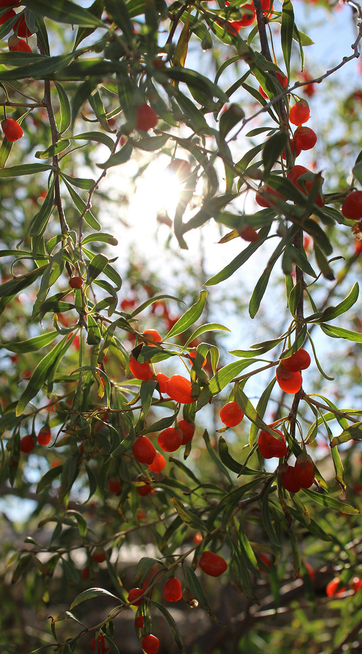 Red goji berries on a green bush with a blurred background