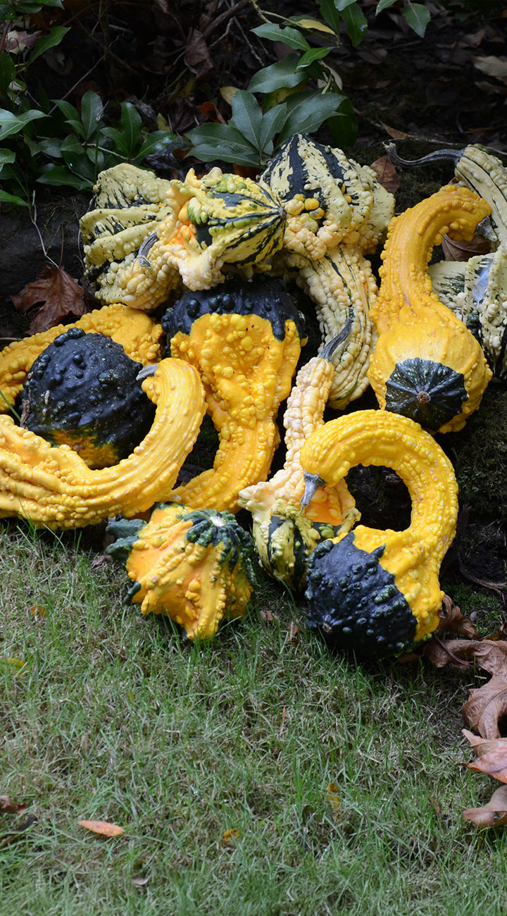 Collection of yellow and black gourds on grass with leaves in the background