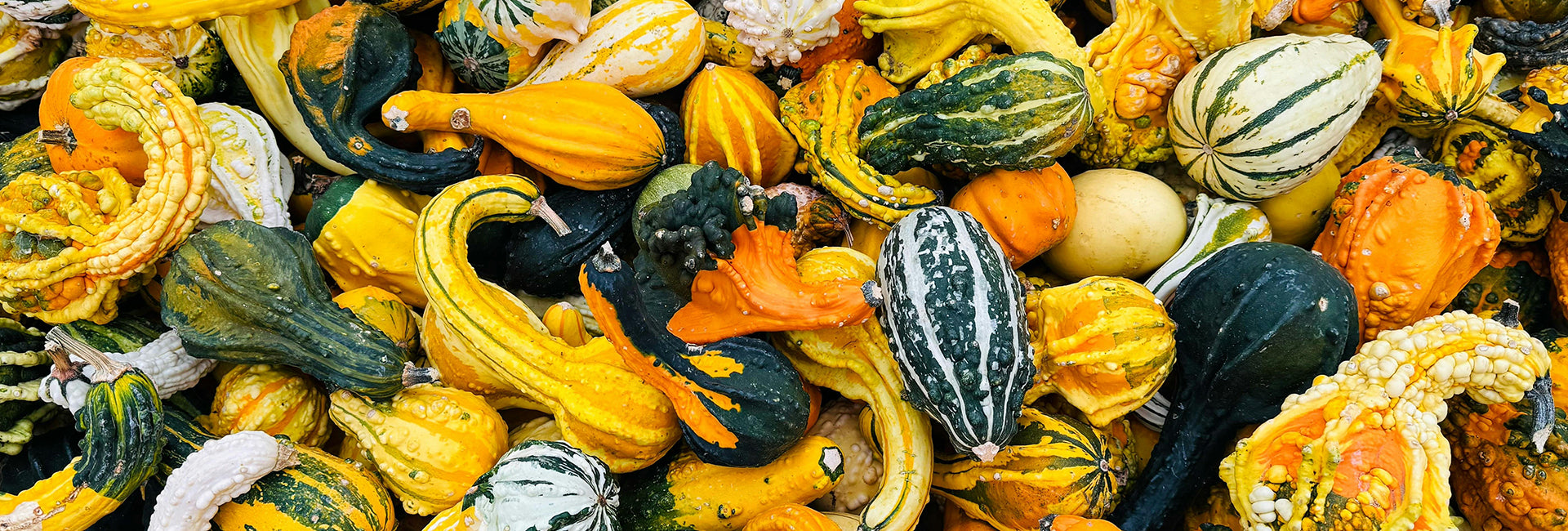 Assorted gourds in various colors including yellow, green, and orange.
