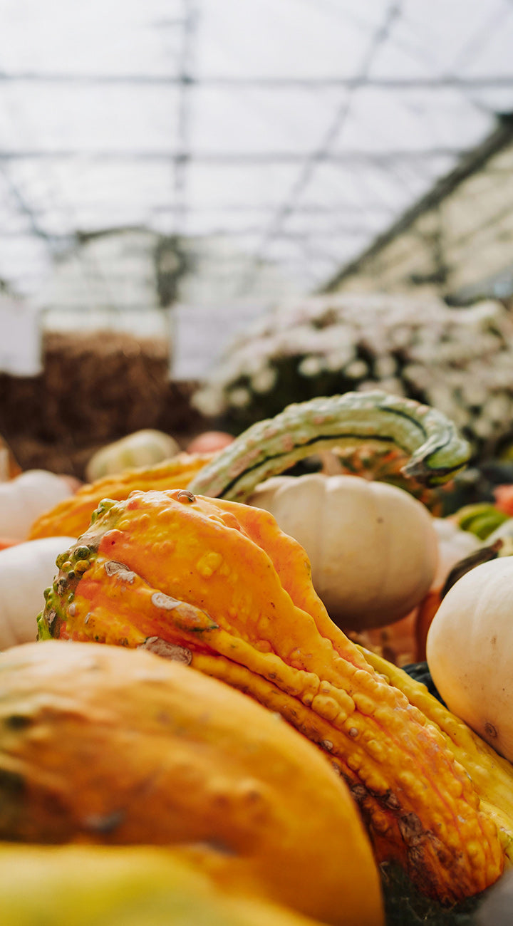 Assorted gourds and pumpkins in a greenhouse setting