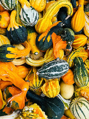 Assorted colorful gourds in a pile