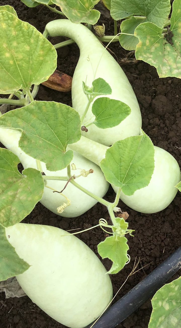 Green bottle gourds growing on a vine with leaves in a garden setting.