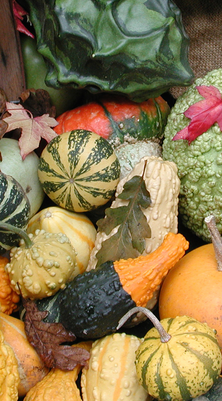 Assorted gourds and squash with green leaves and red flowers.