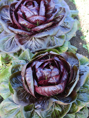 Close-up of a purple cabbage with green leaves