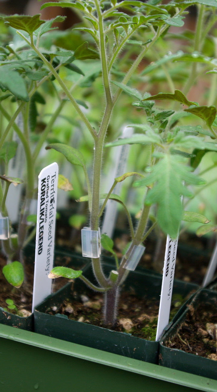 Young plants in a greenhouse with clear labels on green pots.