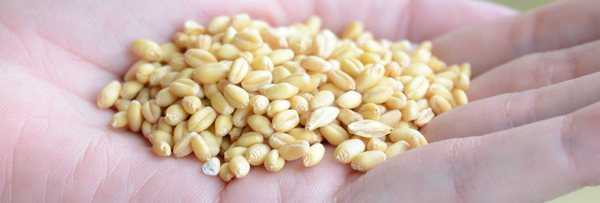 Hand holding a small pile of yellow seeds