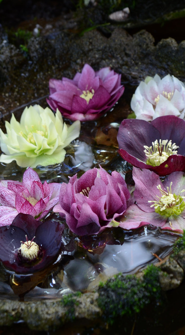 Colorful hellebores floating on a pond with a natural background