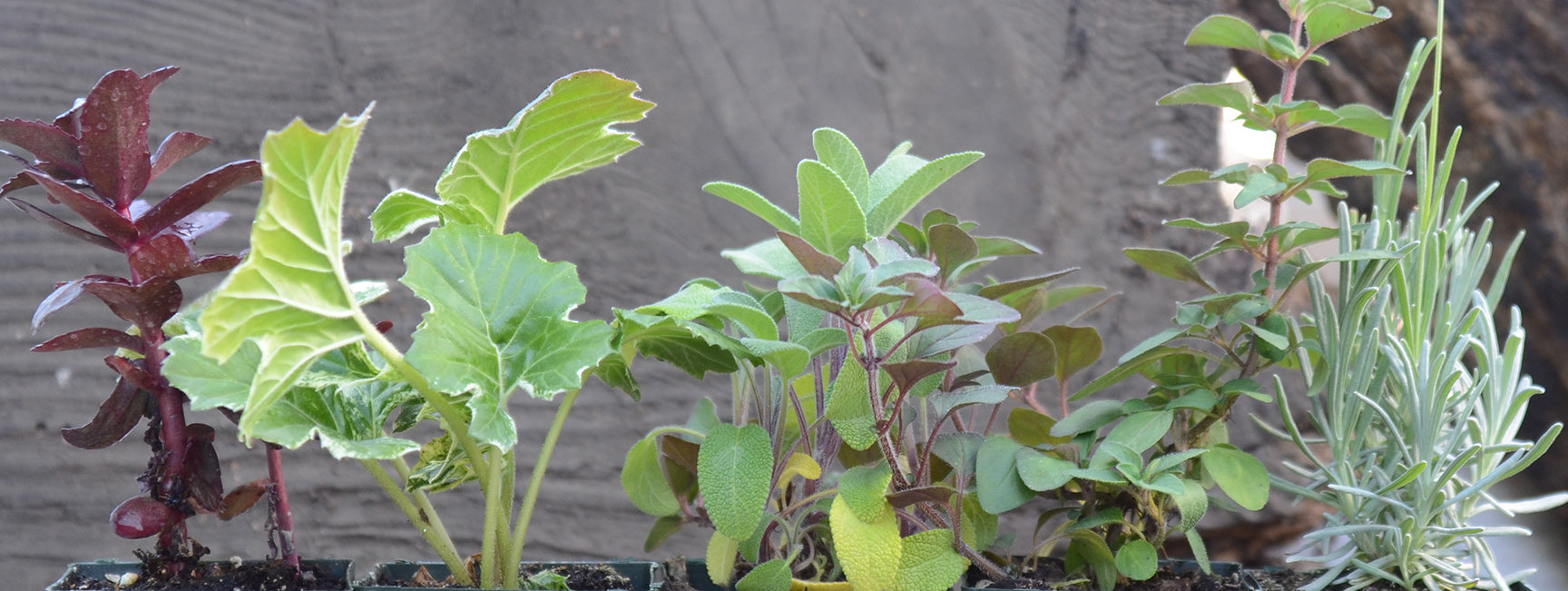Collection of various herb plants in a pot against a blurred background