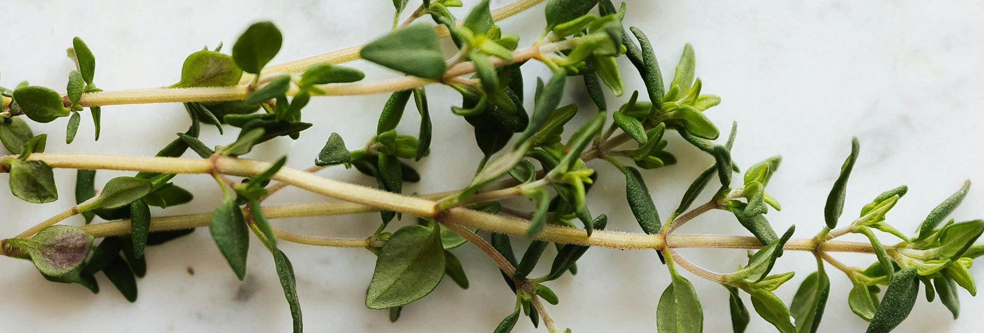 Thyme herb on a white marble background
