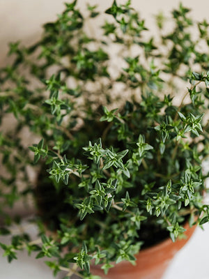 Close-up of a potted herb plant with green leaves on a neutral background