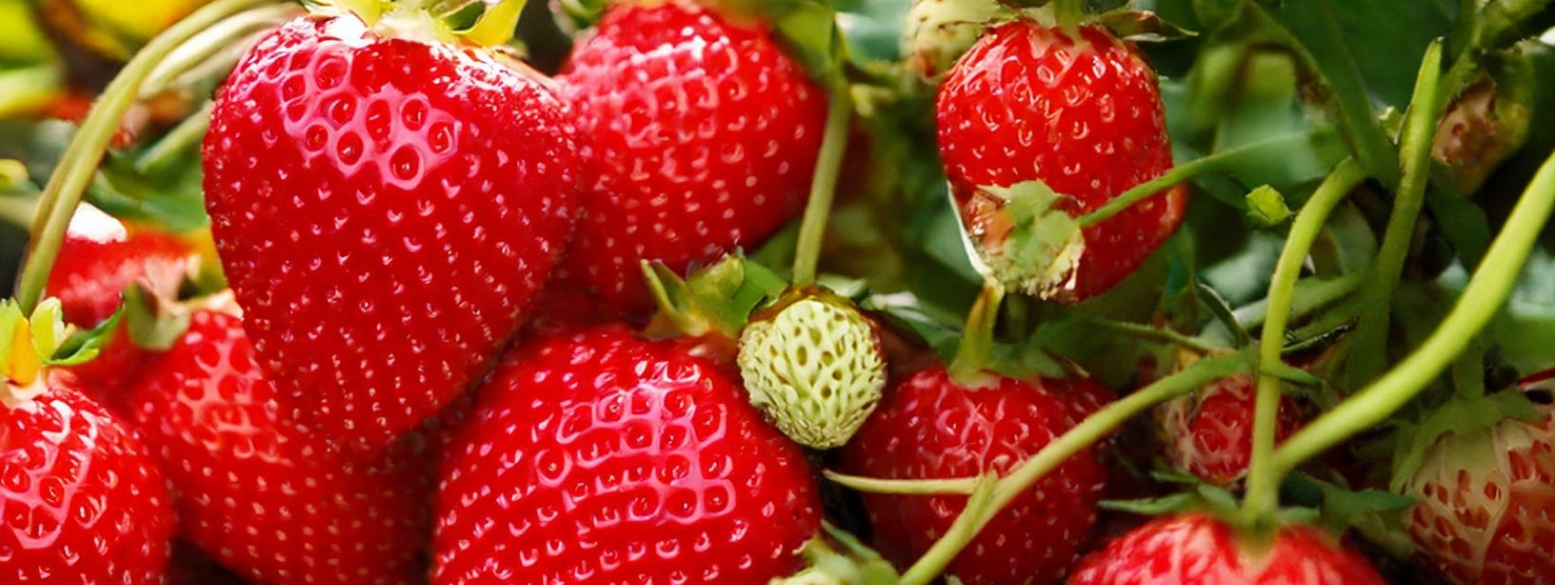 strawberries growing on a plant