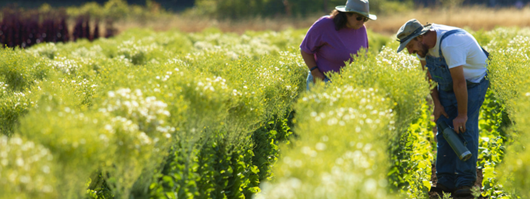 People examining plants in a field for a seed crop
