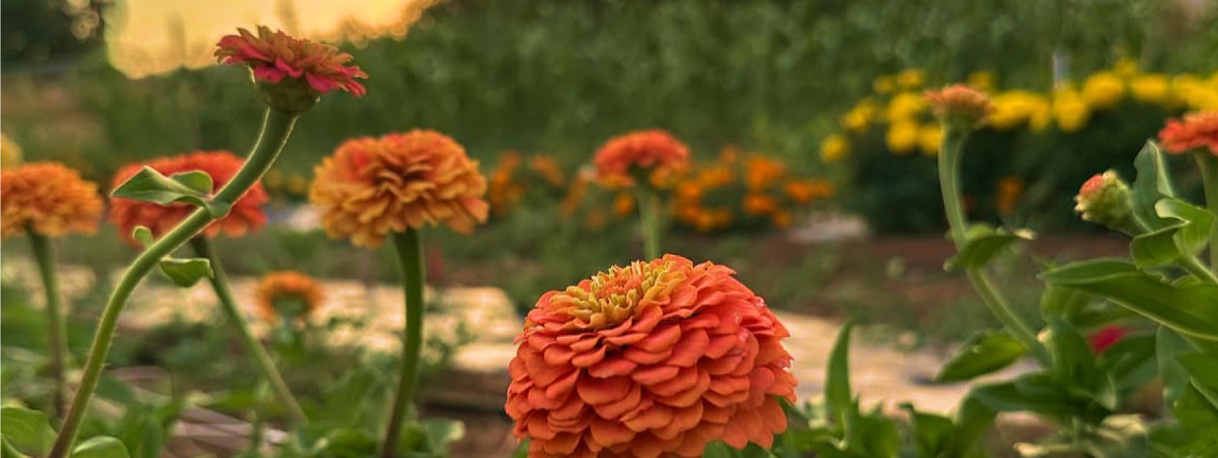 Close-up of orange layered garden flowers blooming with a blurred garden-bed background