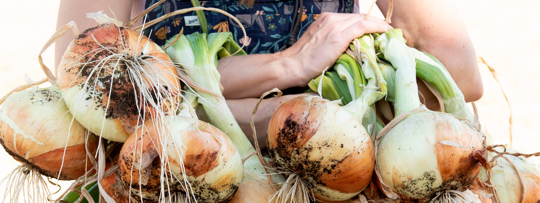 Person holding a bundle of freshly harvested onions with a blurred background