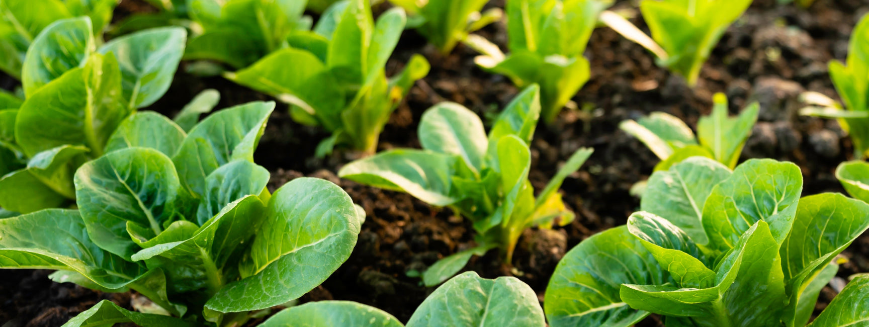 Close-up of green leafy plants growing in soil