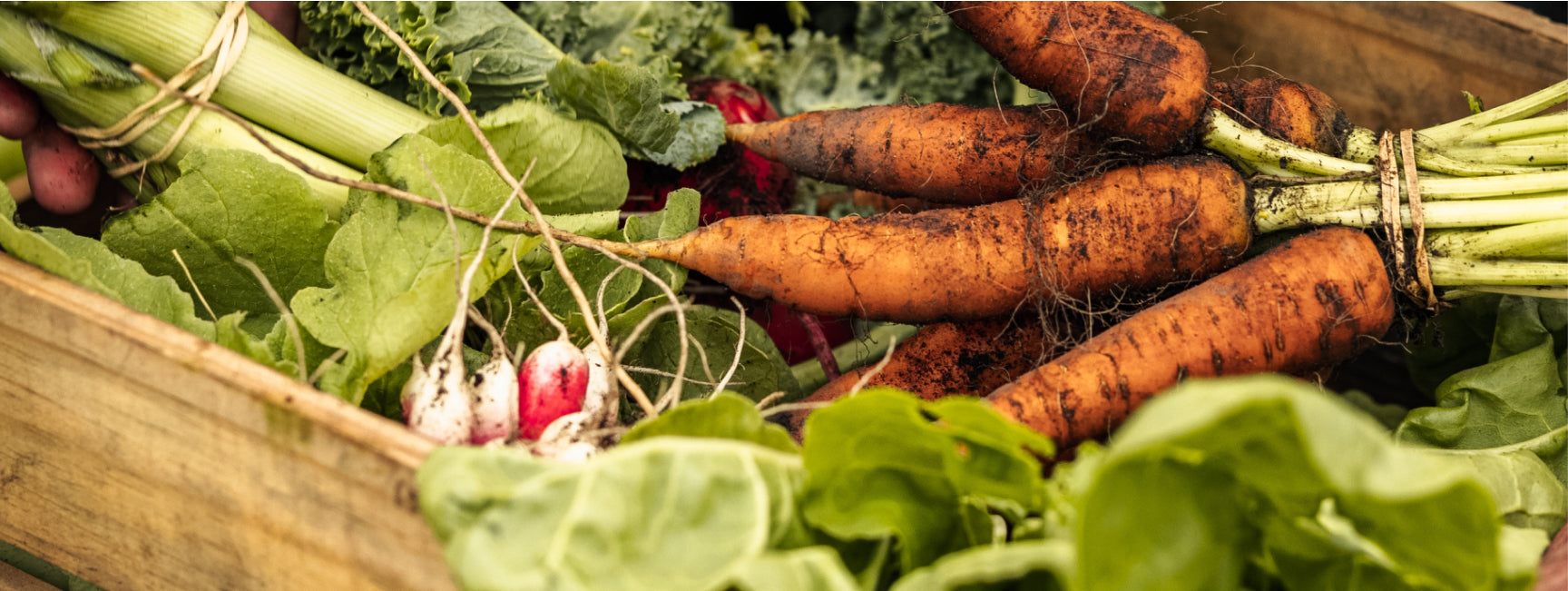 carrots radishes and other veggies in a farm box