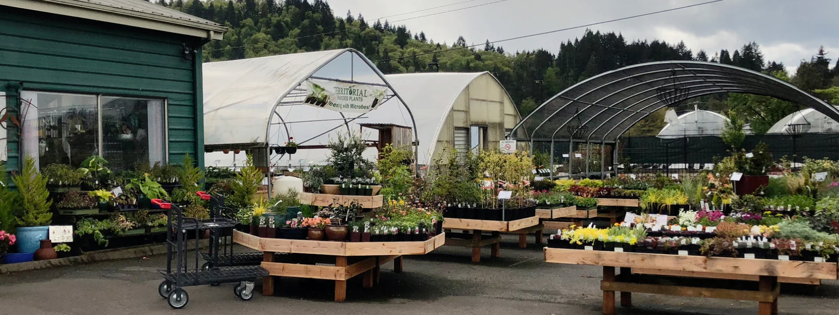 Outdoor garden center with plants and greenhouses in the background