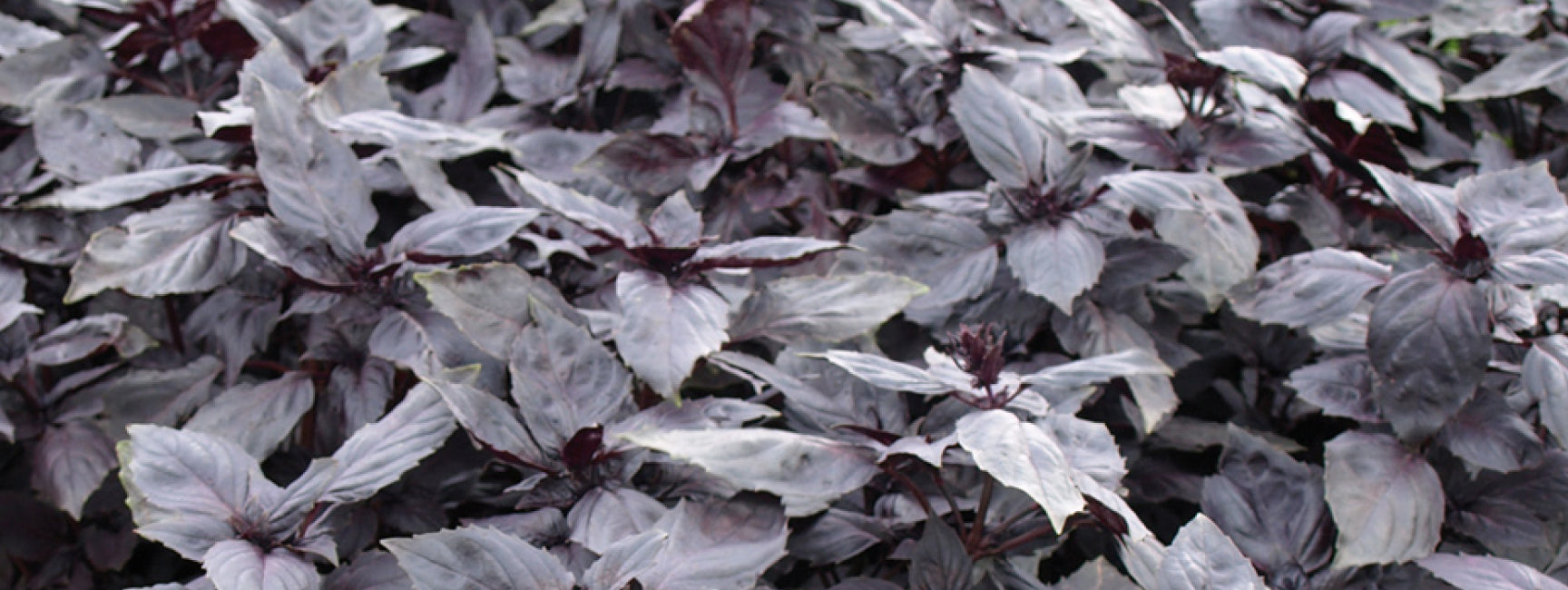 purple flowers decorative image
