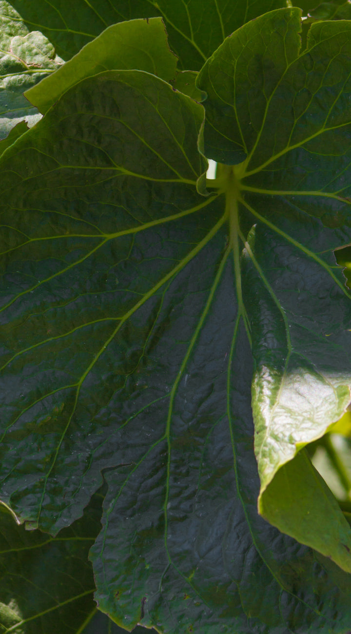 Close-up of a green hoja santa leaf with detailed veins