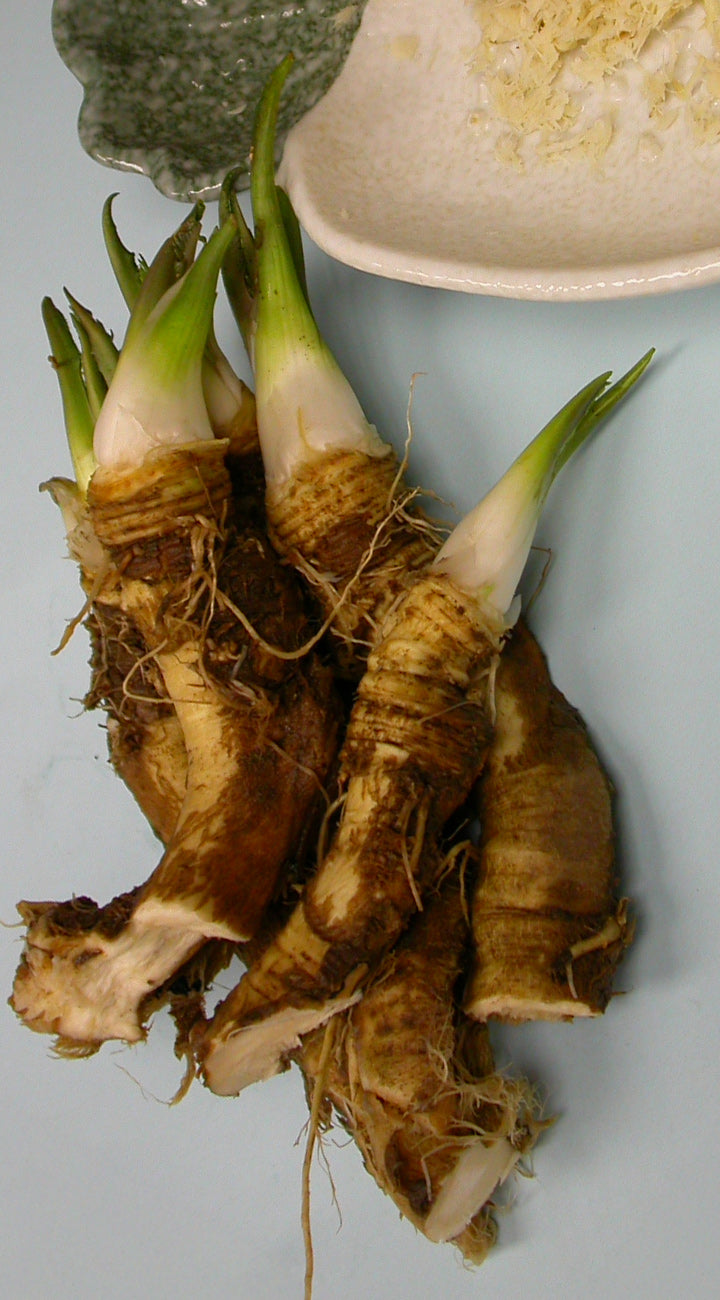 Group of young horseradish roots on a gray background