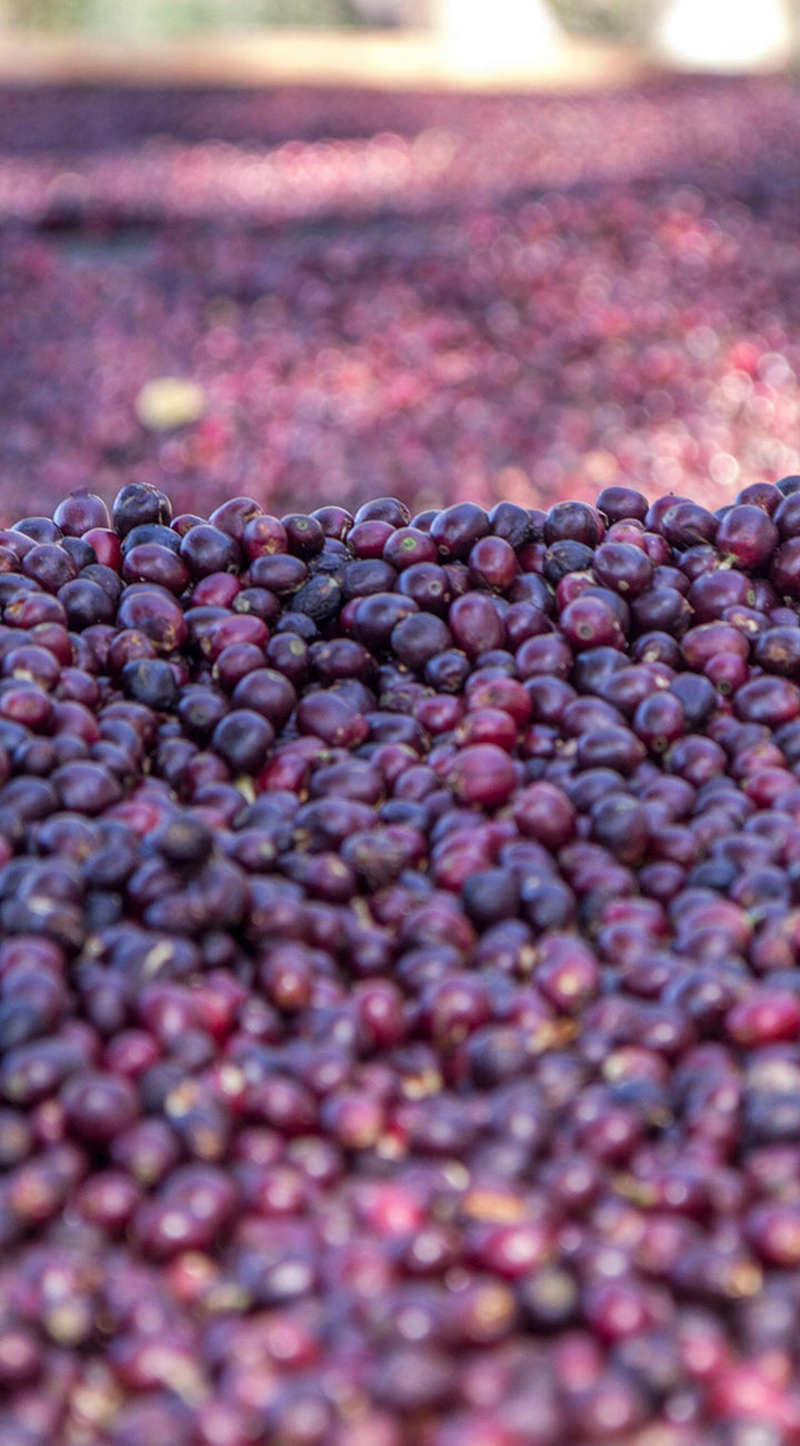 Close-up of dark purple huckleberries with a blurred background