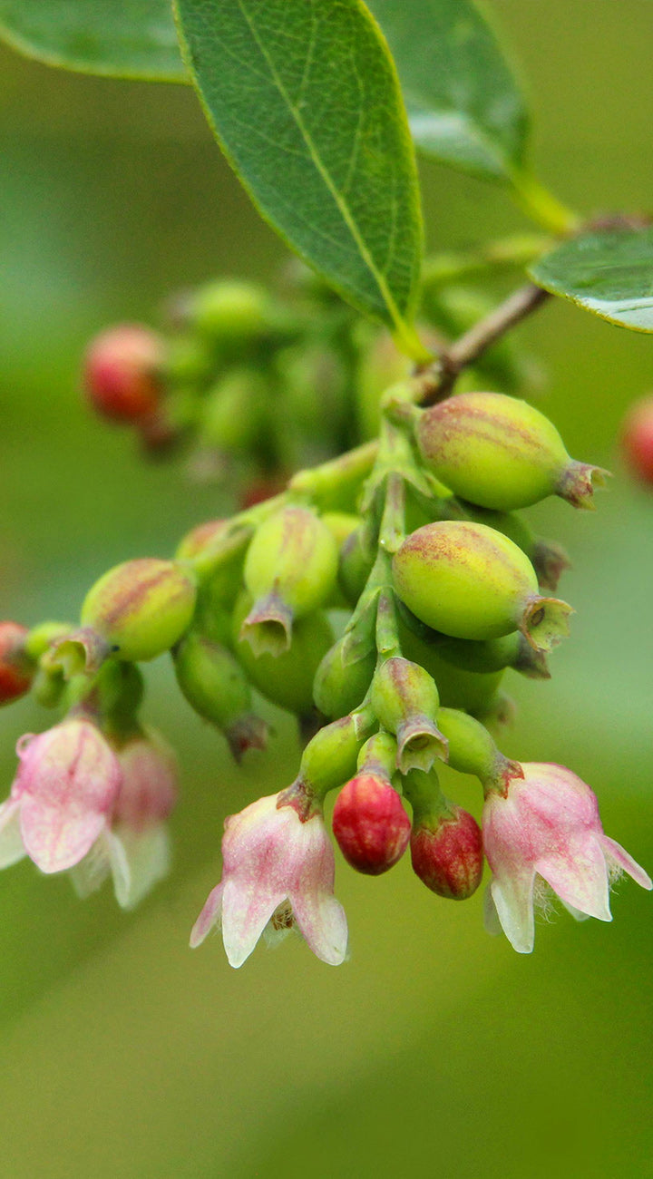 Close-up of a branch with green huckleberry buds and pink flowers on a blurred green background