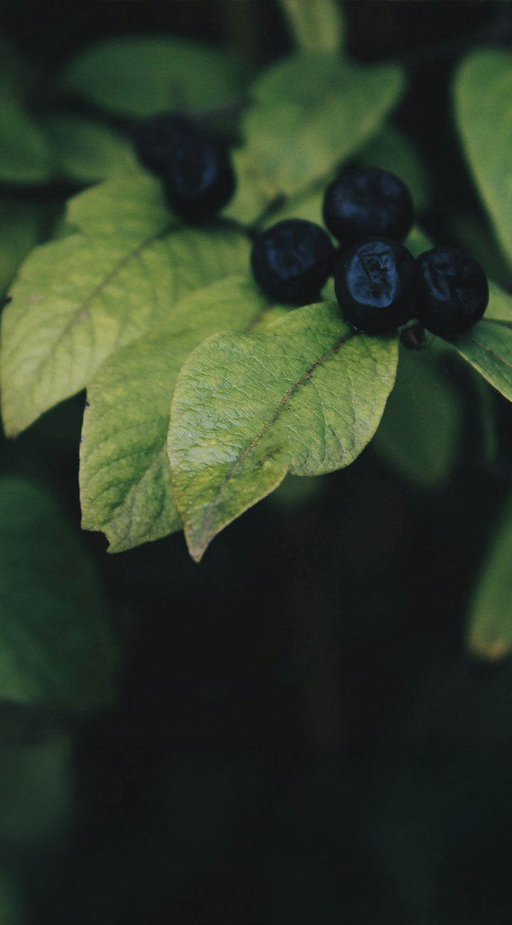 Close-up of dark huckleberries with green leaves on a blurred background