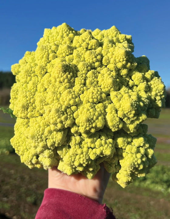 A hand holding a very large, bright yellow-green Romanesco broccoli head outdoors against a blue sky and blurred green field background.