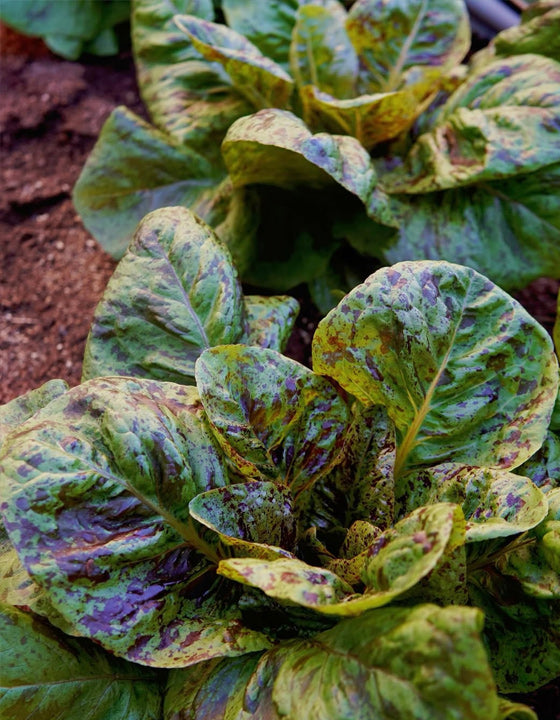Close-up of leafy lettuce plants growing in soil, with green and yellow-green leaves showing purple and brown mottling.