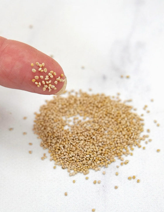 A close-up of a person's fingertip holding a small cluster of tiny beige seeds above a pile of similar seeds on a light marble-like surface.