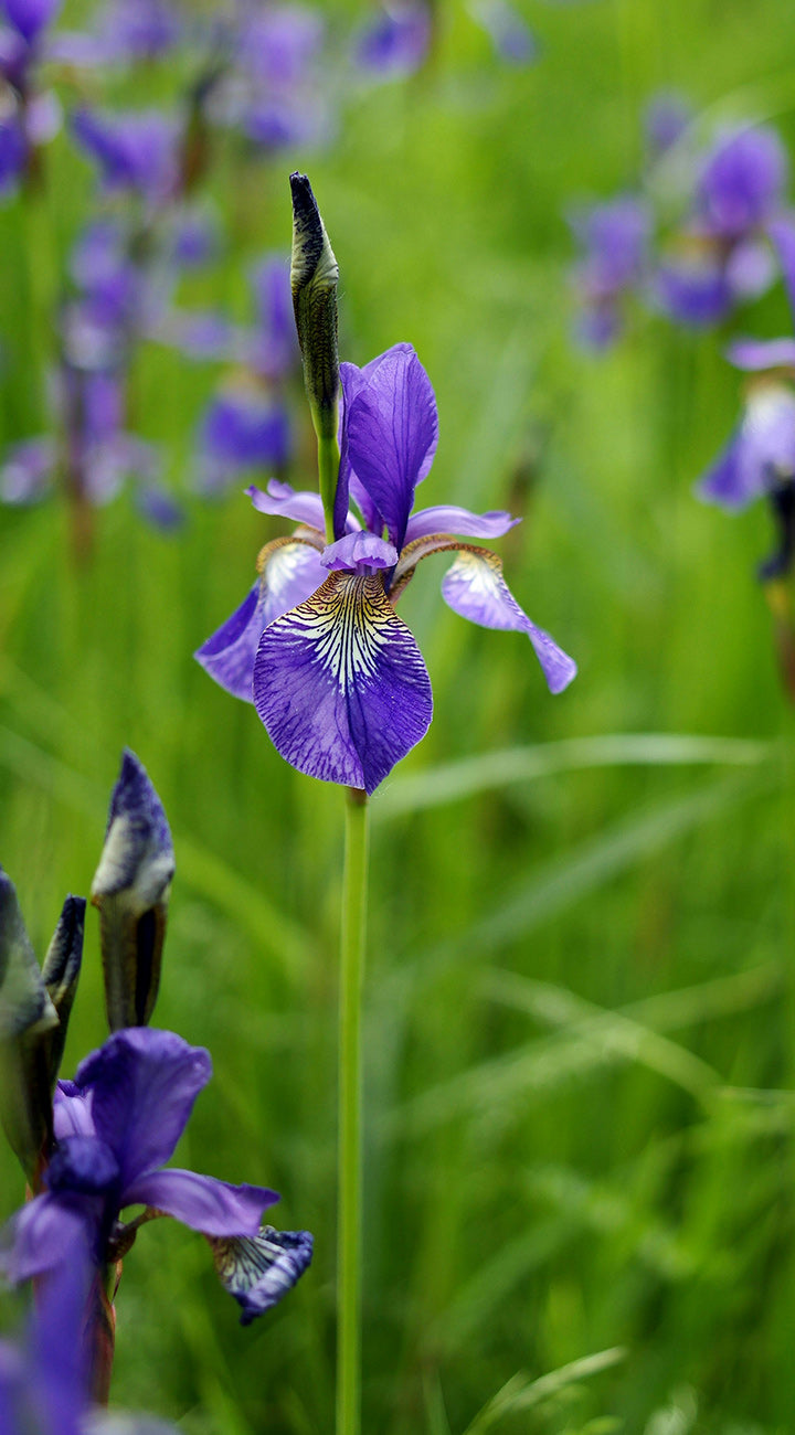 Front view of Painted Woman dwarf iris showing purple petals with white-and-yellow veining against blurred green background