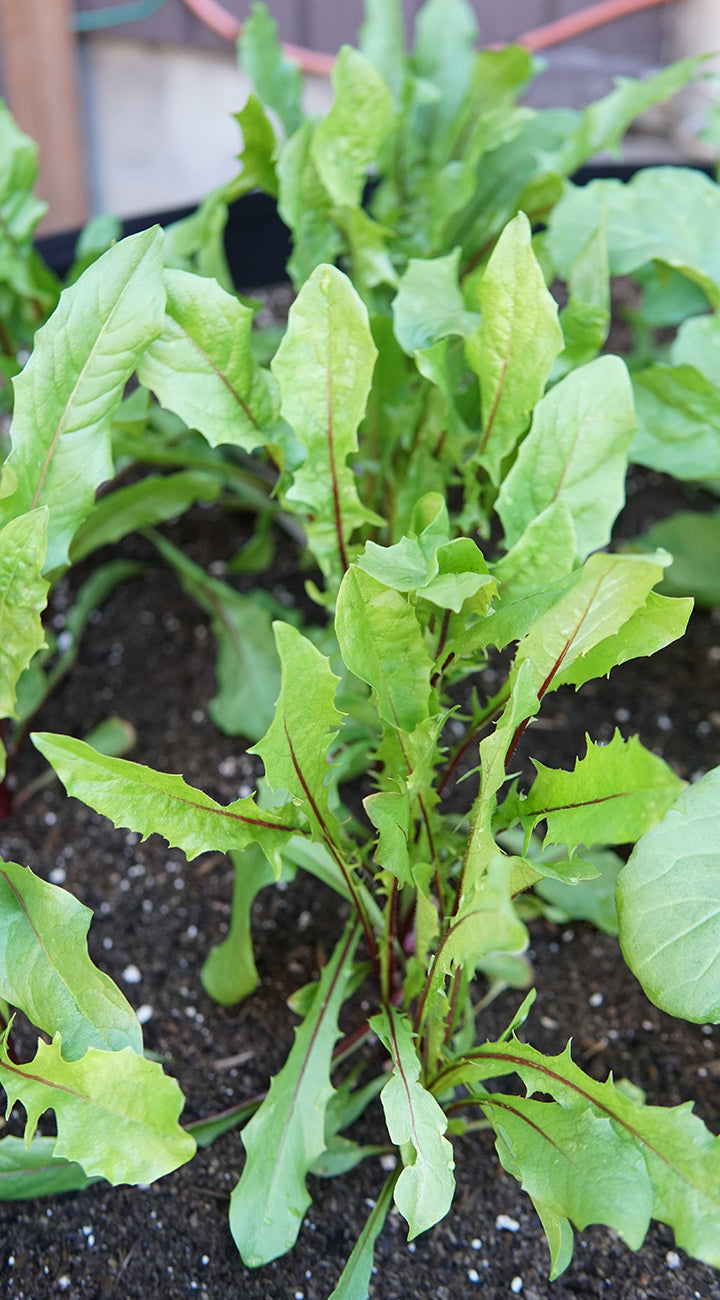 Green leafy italian dandelion plants growing in a garden bed