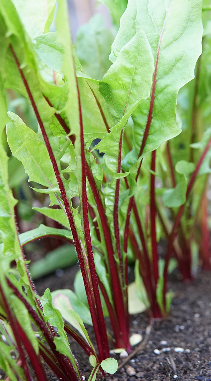 Close-up of green and red italian dandelion plants growing in a garden.