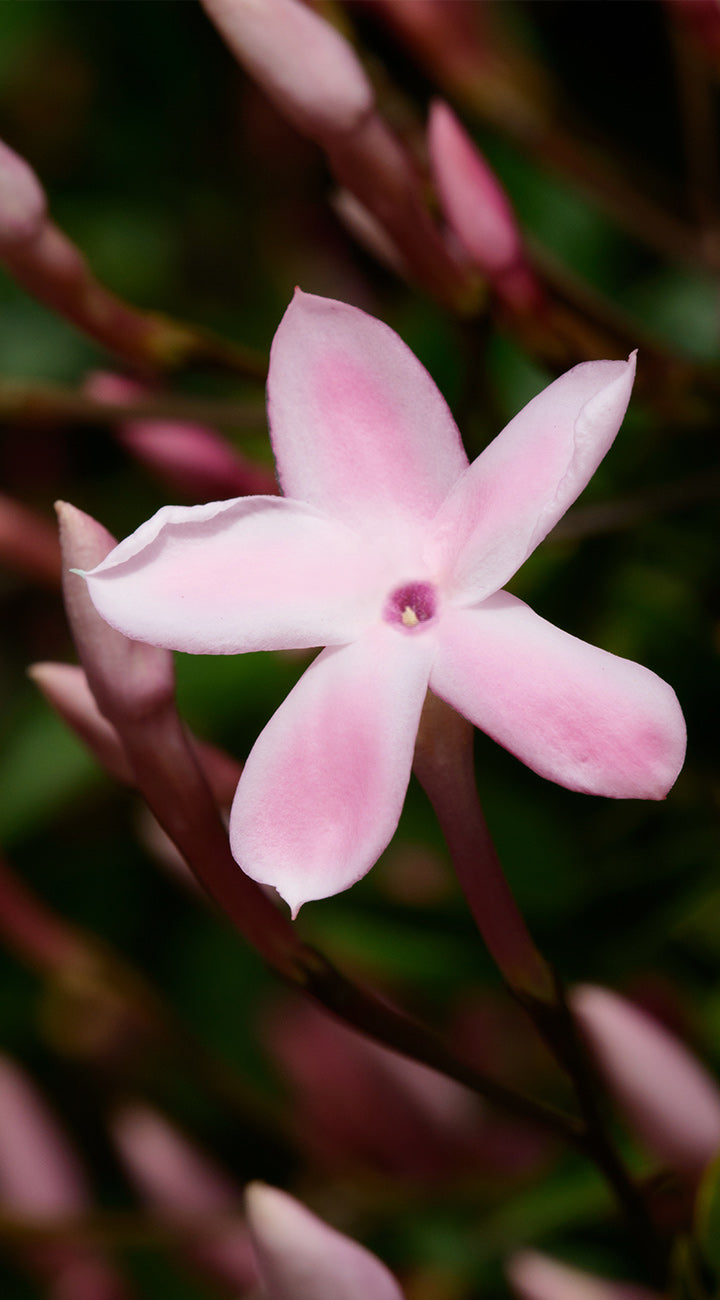 Close-up of a pink jaasmine flower with a blurred green background