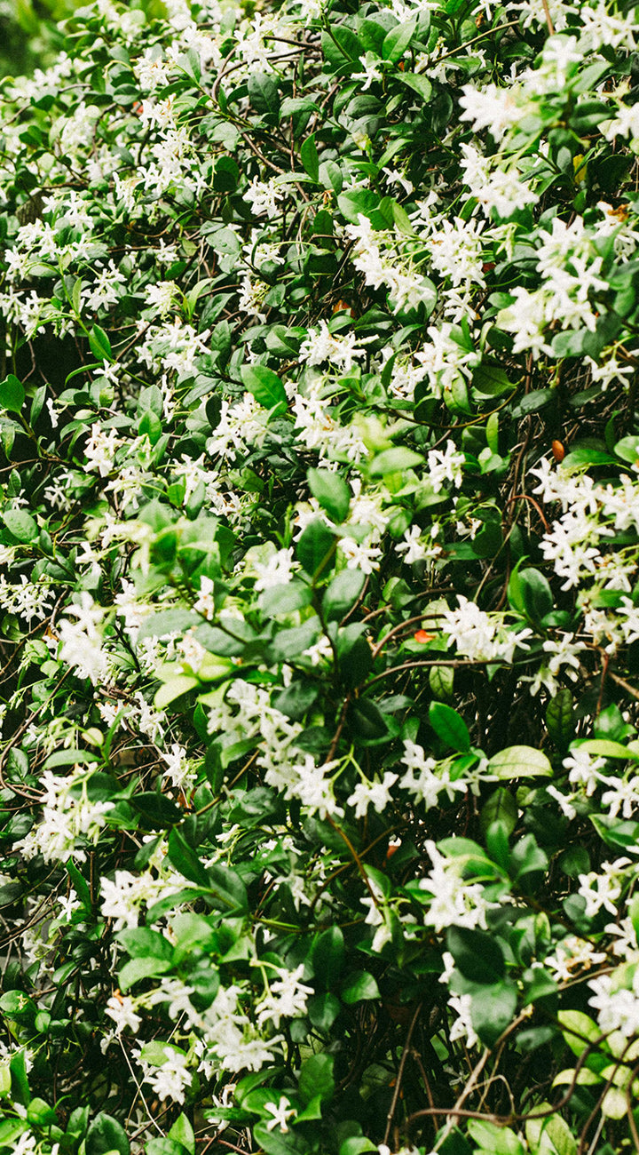 Green jasmine bush with white flowers