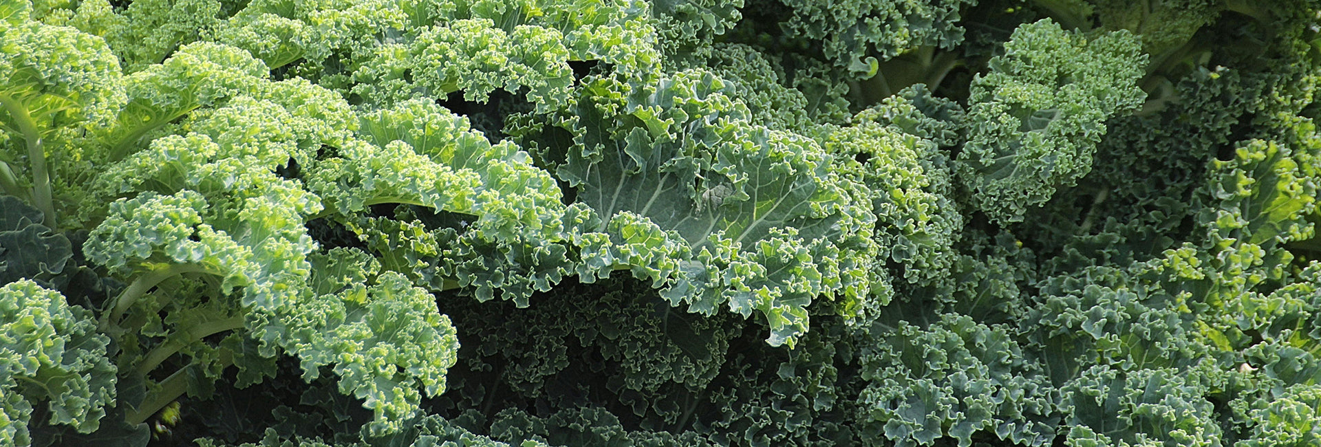 Close-up of curly kale leaves