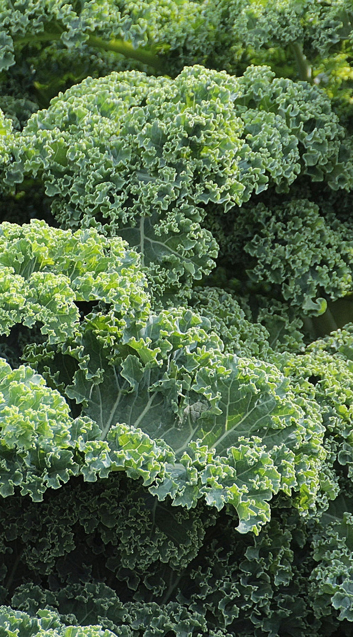 Close-up of green kale leaves