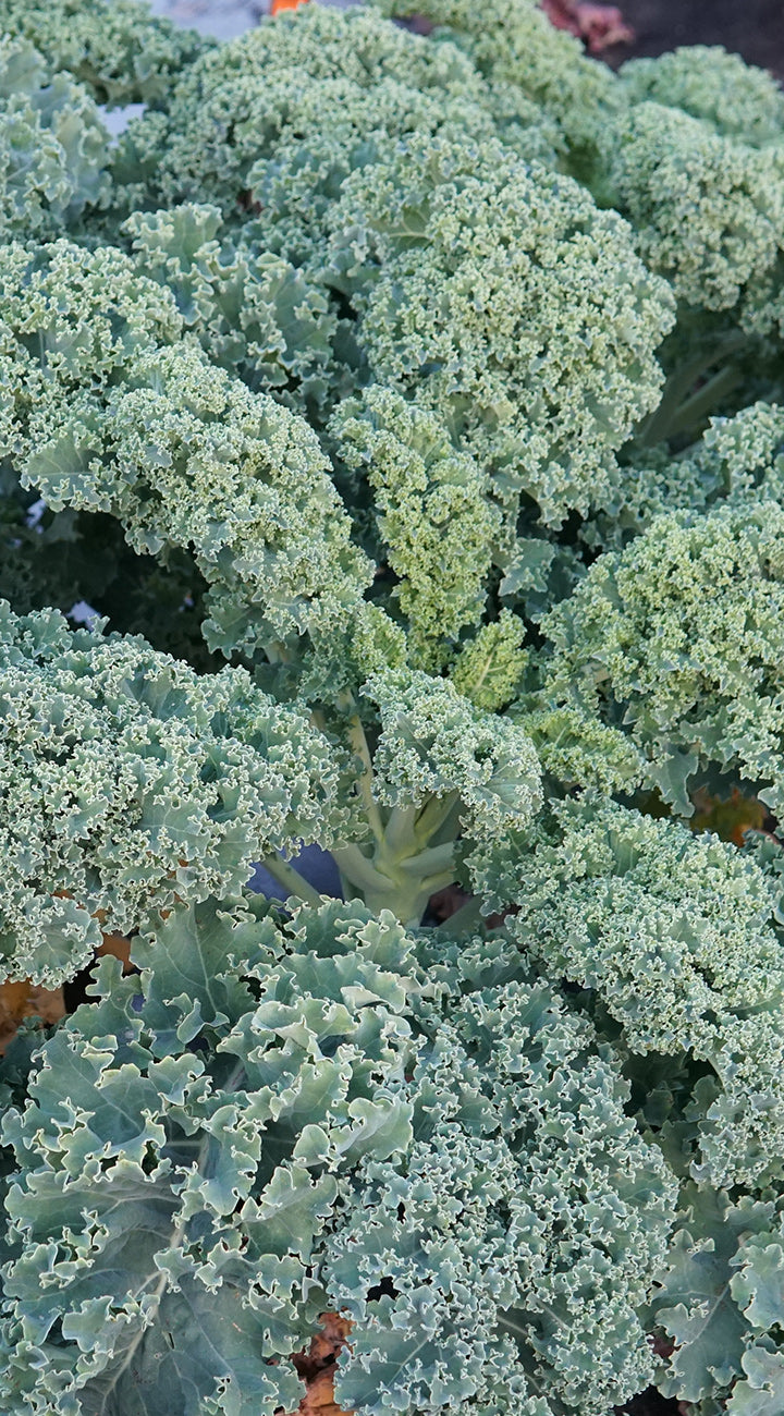Close-up of green leafy kale plant